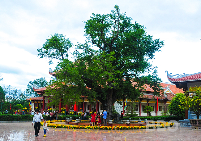 Bảo[-]vệ[-]cây[-]me[-]di[-]sản[-]tại[-]Bảo[-]tàng[-]Quang[-]Trung
